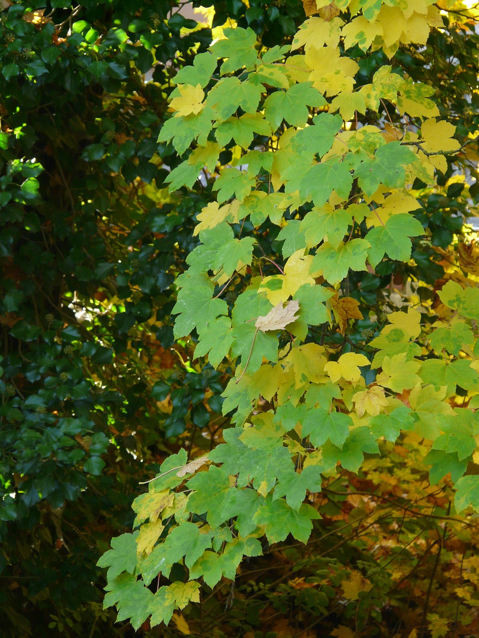 mountain maple leaves fall color free photo