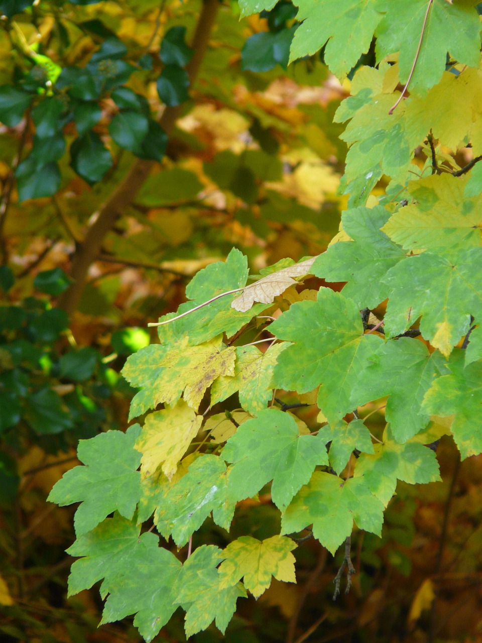 mountain maple leaves fall color free photo