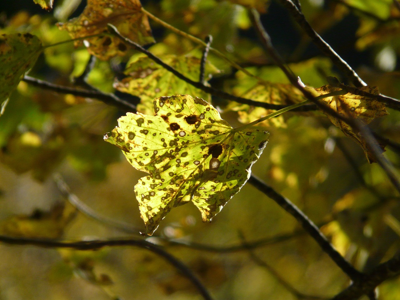 mountain maple autumn acer pseudoplatanus free photo