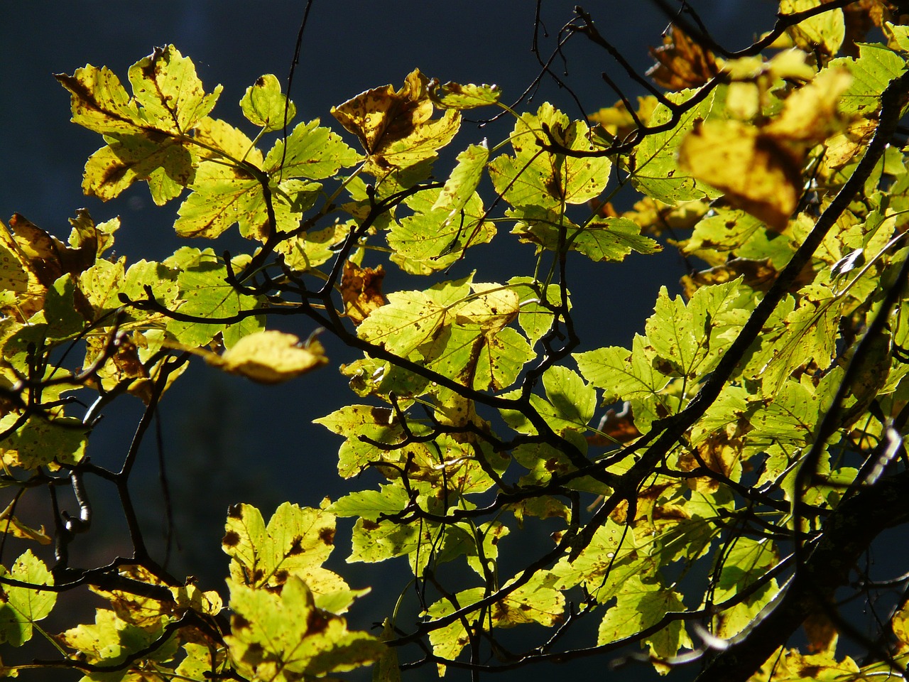 mountain maple autumn back light free photo