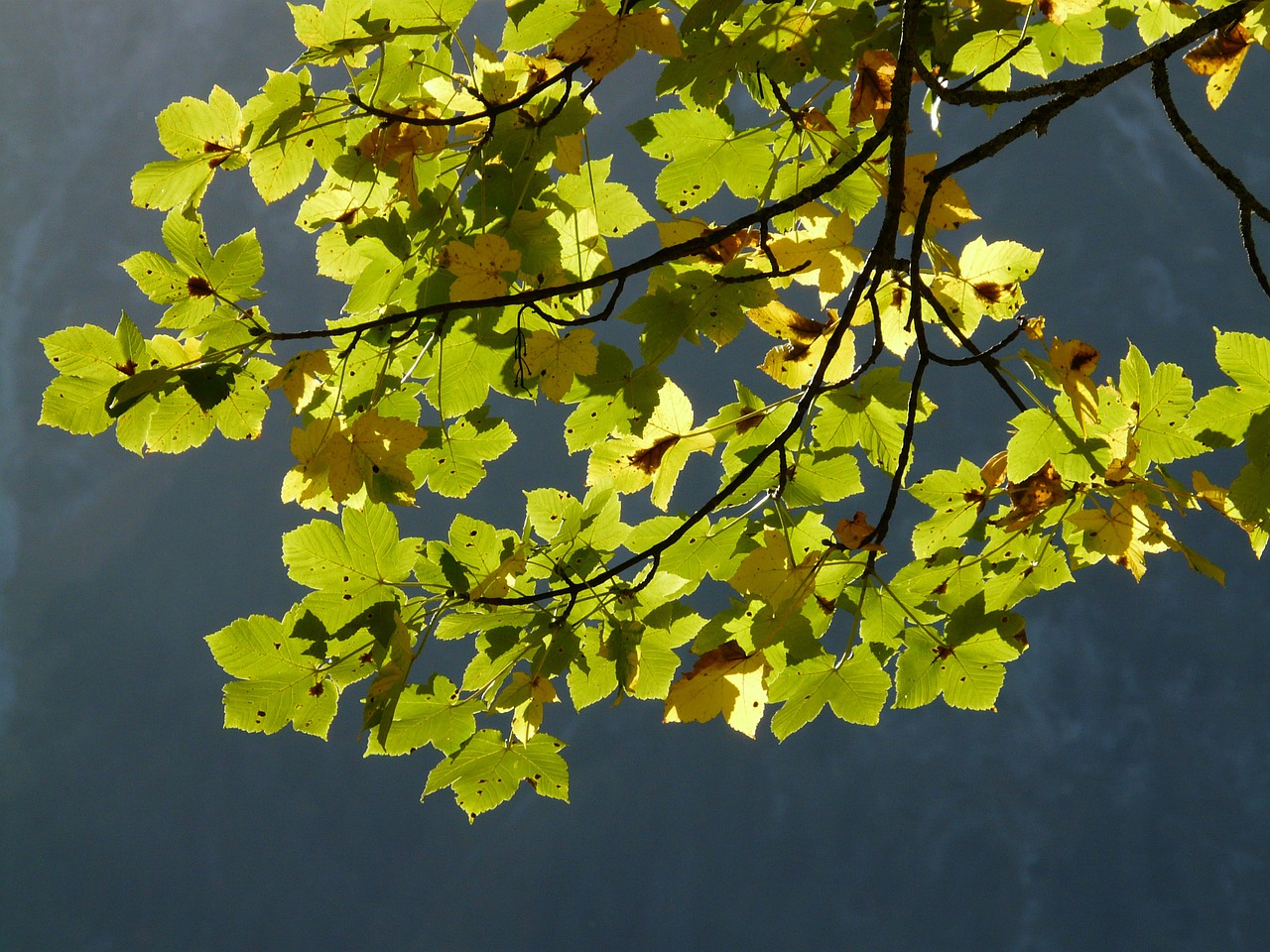 mountain maple leaves green free photo