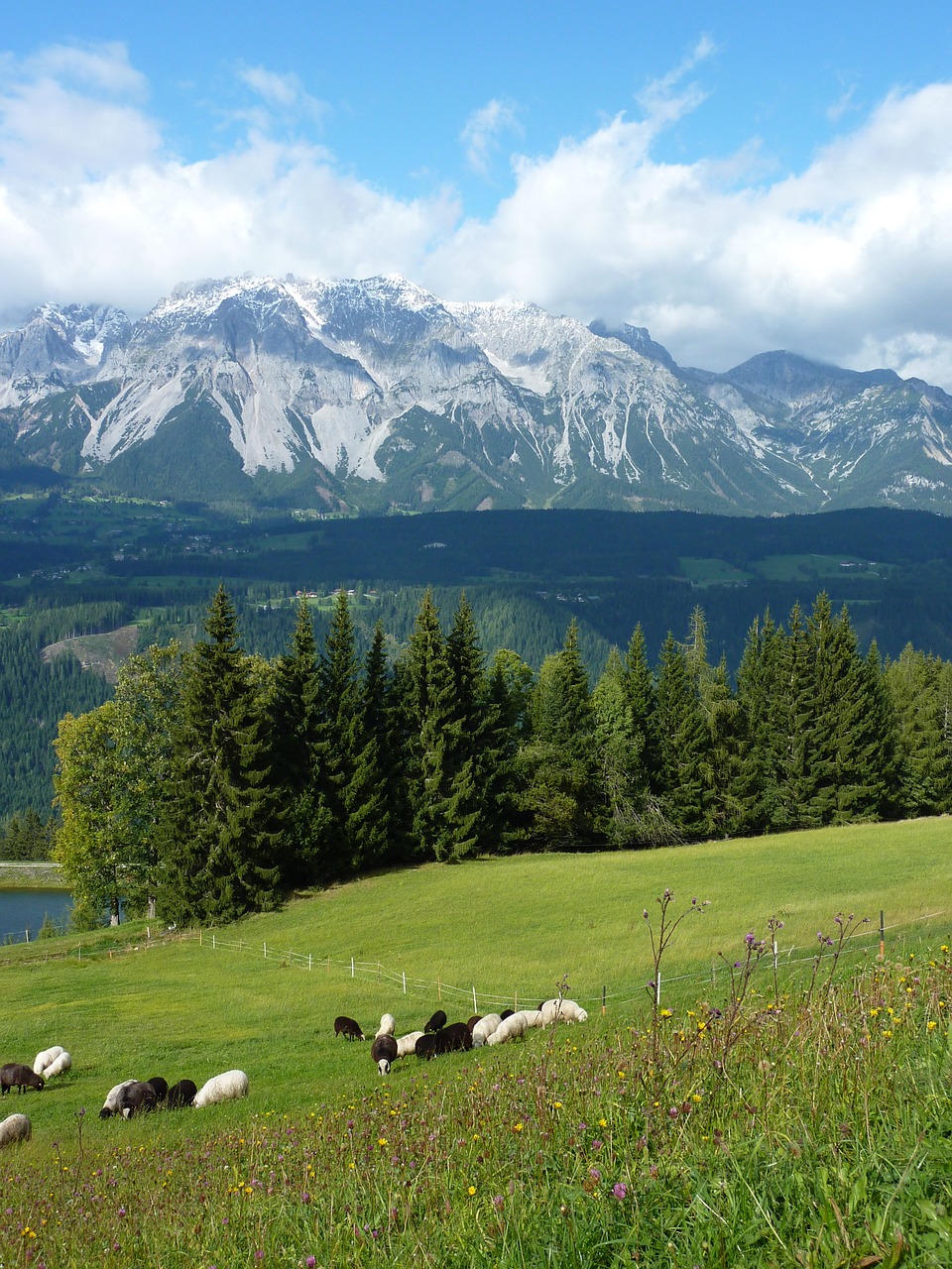 mountain meadow sheep pasture austria free photo