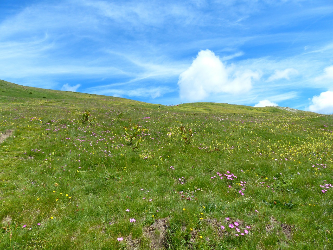 mountain meadow meadow grassy slope free photo