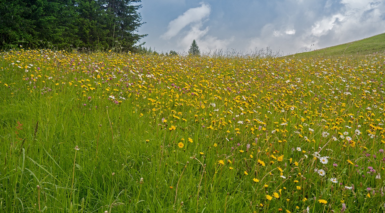 mountain meadow  alpine meadow  mountain flowers free photo