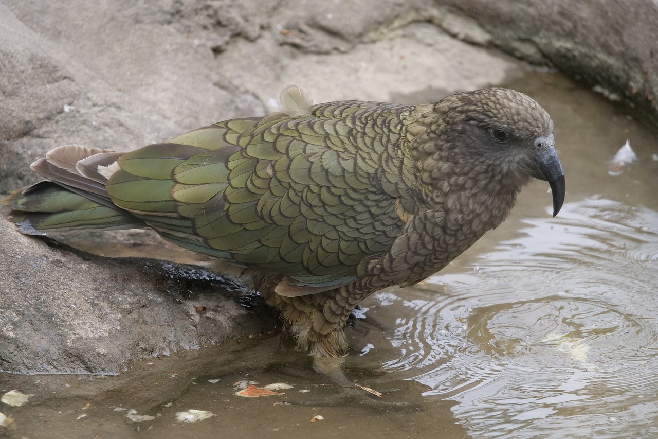 mountain parrot  kea  intelligent free photo