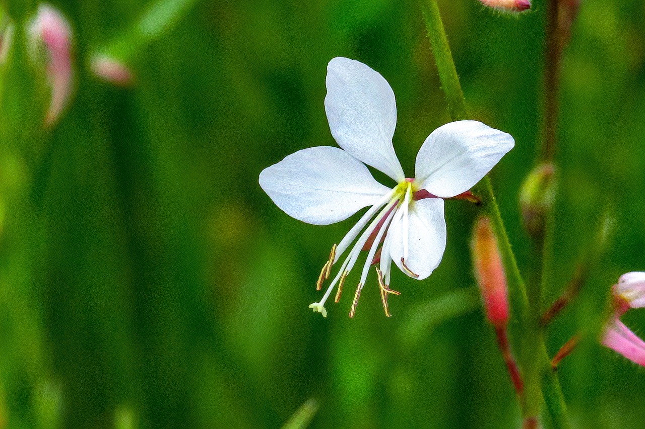 mountain peach grass  xie  flower free photo