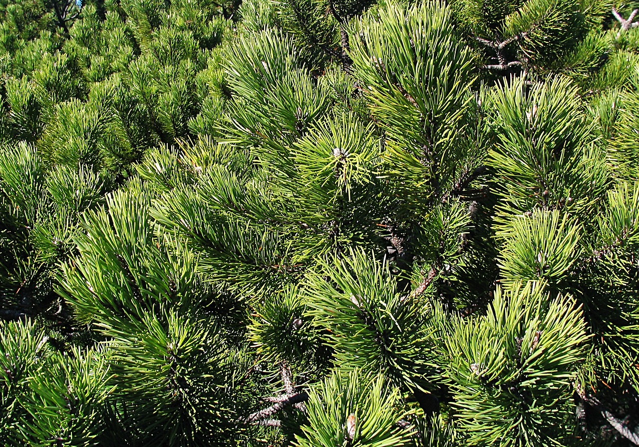 mountain pine babia top beskids free photo