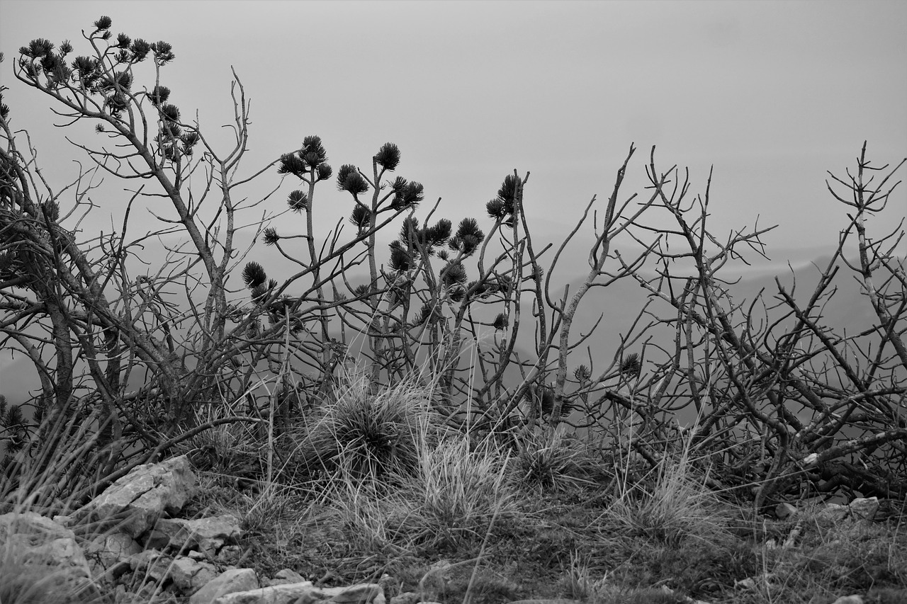 mountain pine branches mountains free photo