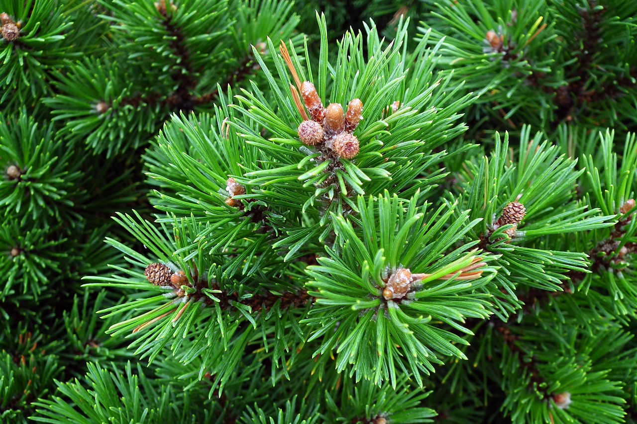 mountain pine  twigs  green free photo