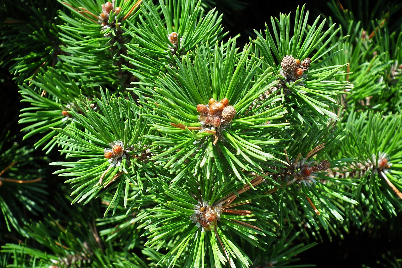 mountain pine  iglak  nature free photo