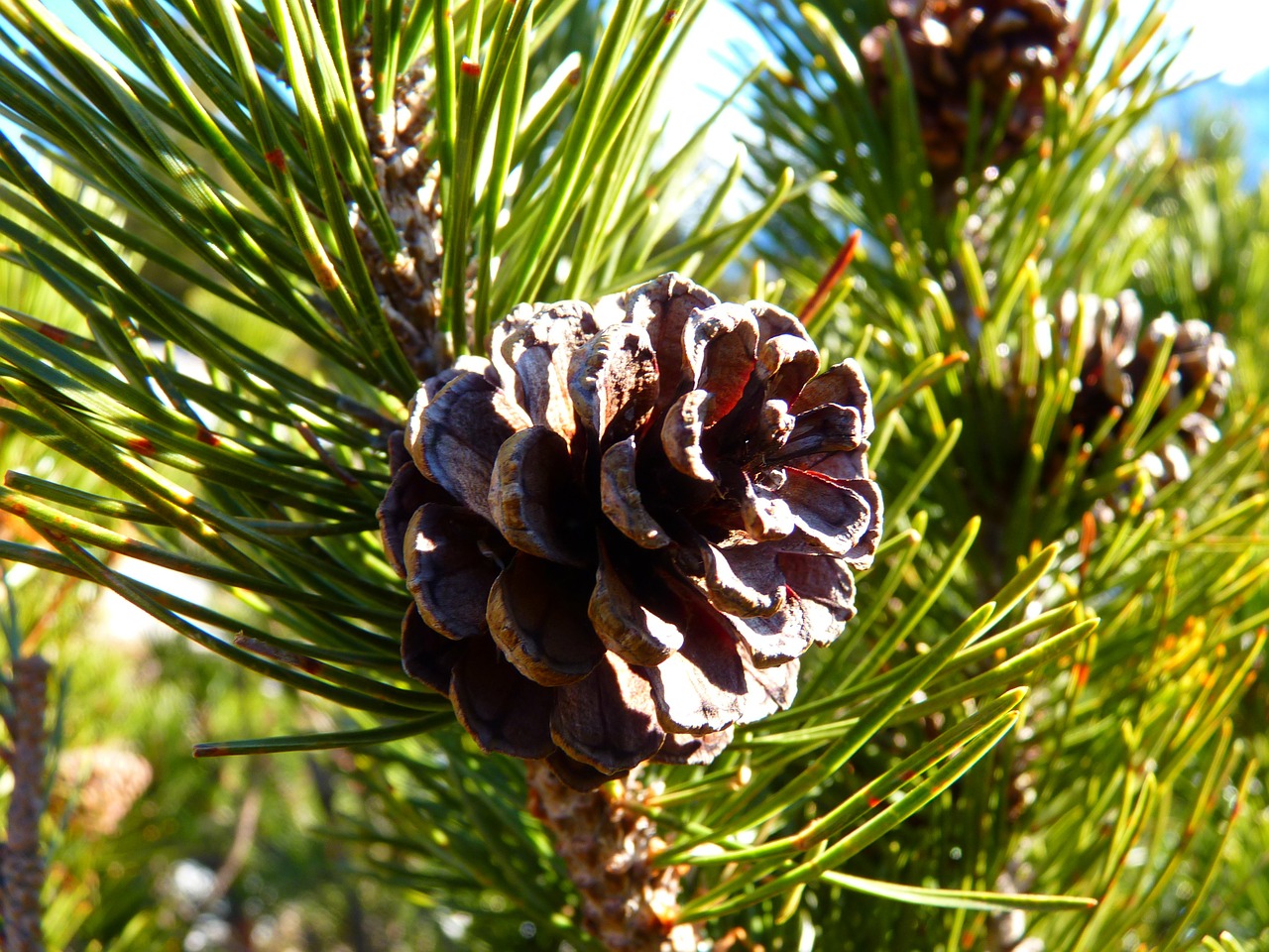 mountain pine tap pine free photo