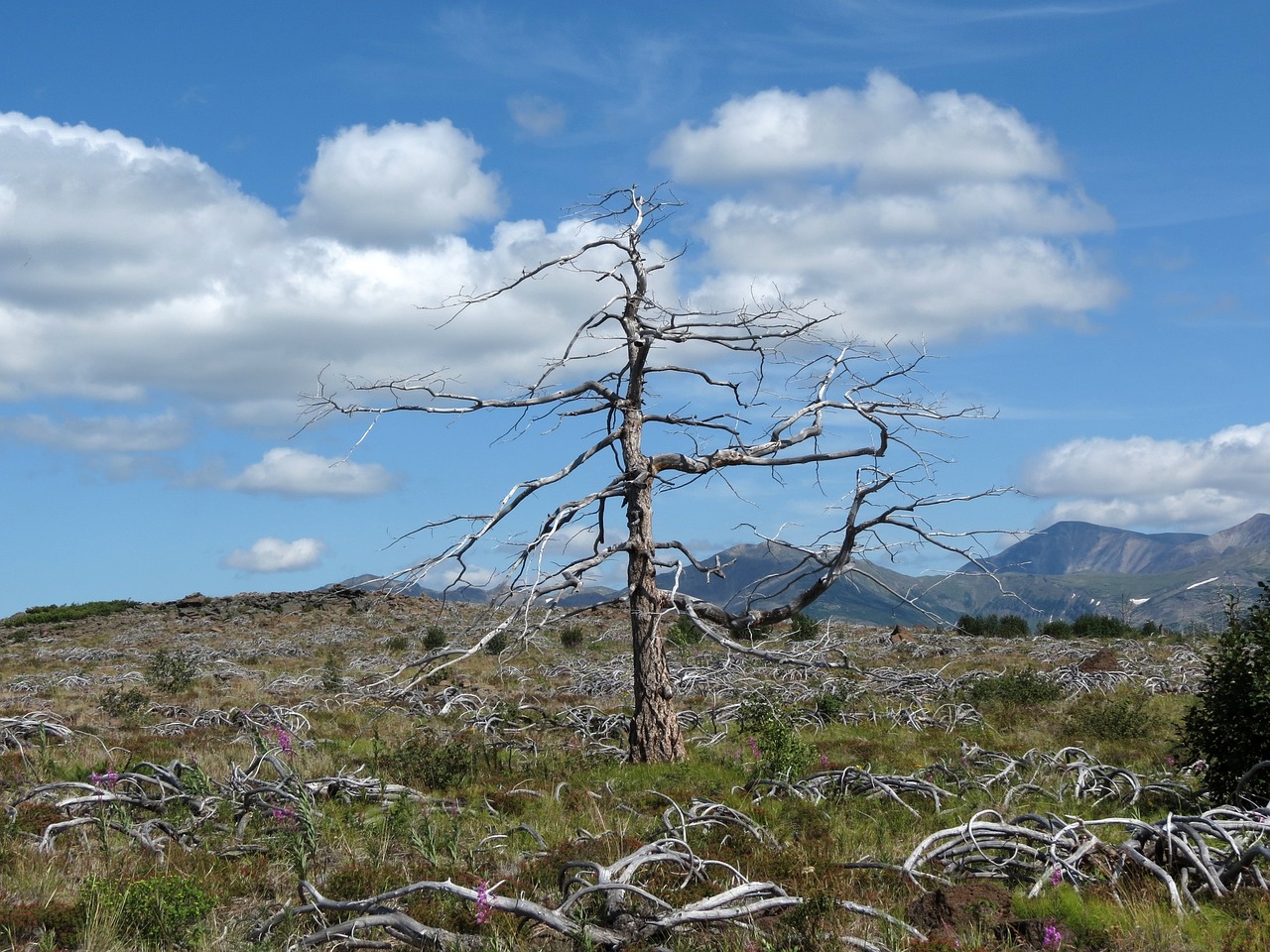 mountain plateau larch height free photo