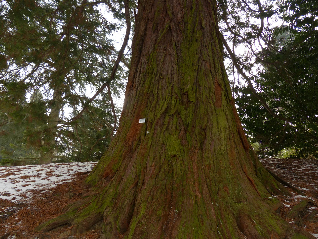 mountain redwood giant redwood sequoiadendron giganteum free photo