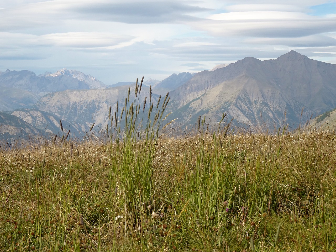 mountain scenery crazy herbs southern alps free photo