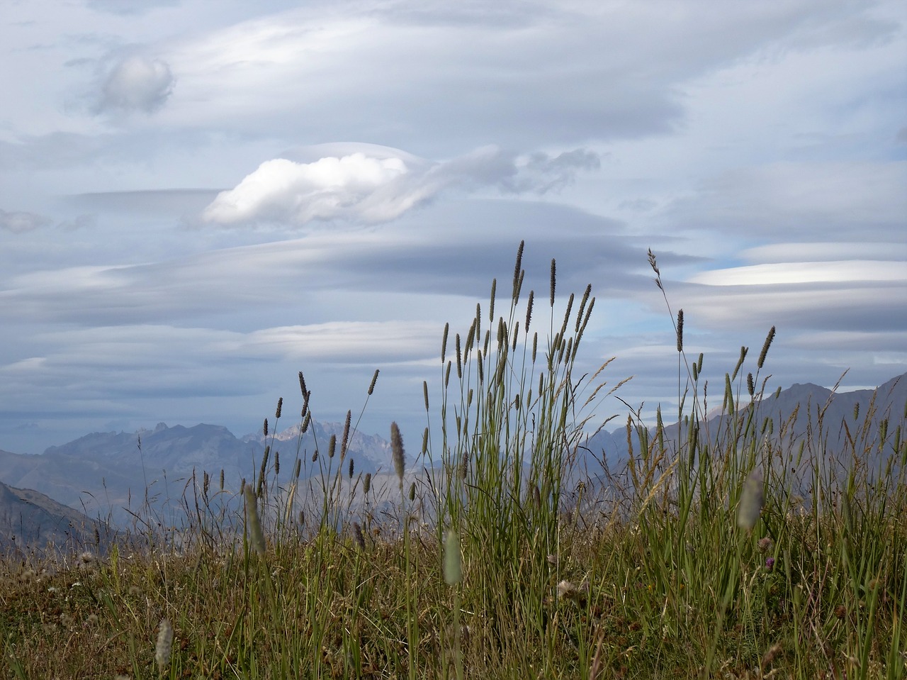 mountain scenery crazy herbs southern alps free photo