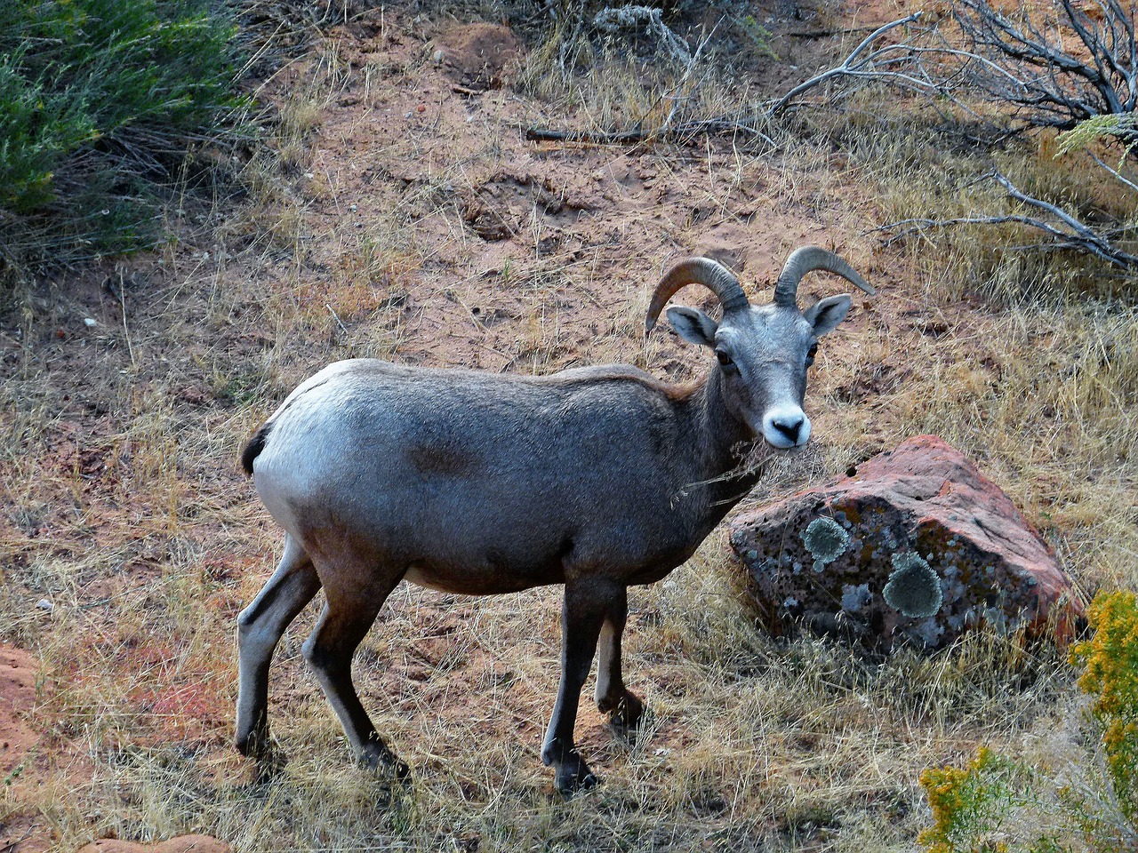 mountain sheep mammal animal free photo