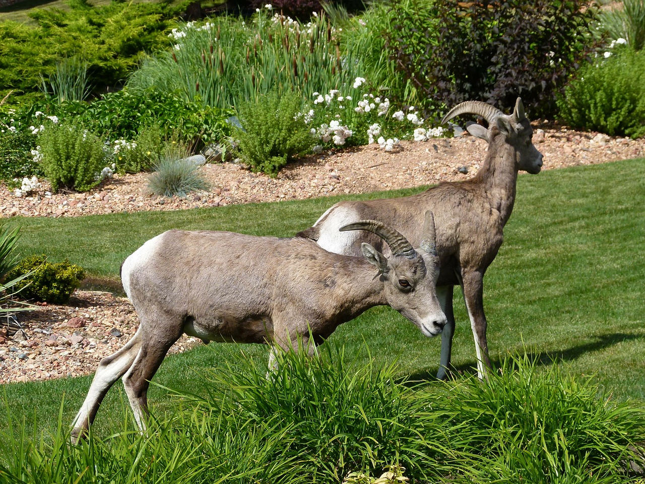 mountain sheep garden animal free photo