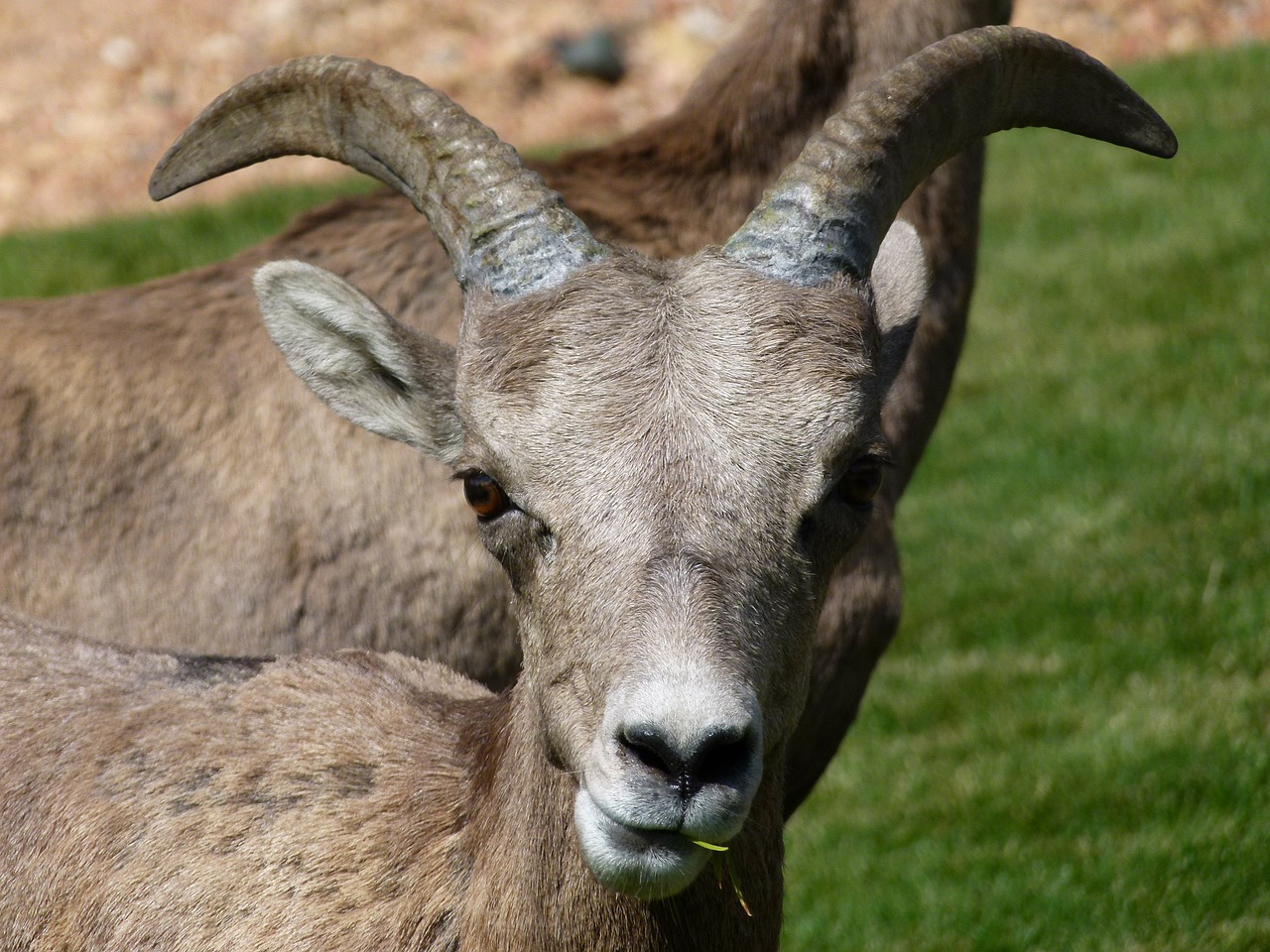 mountain sheep head horn free photo