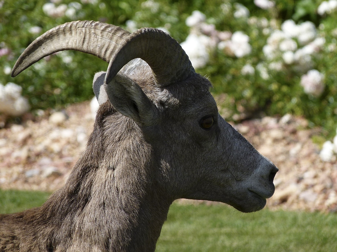 mountain sheep head horn free photo