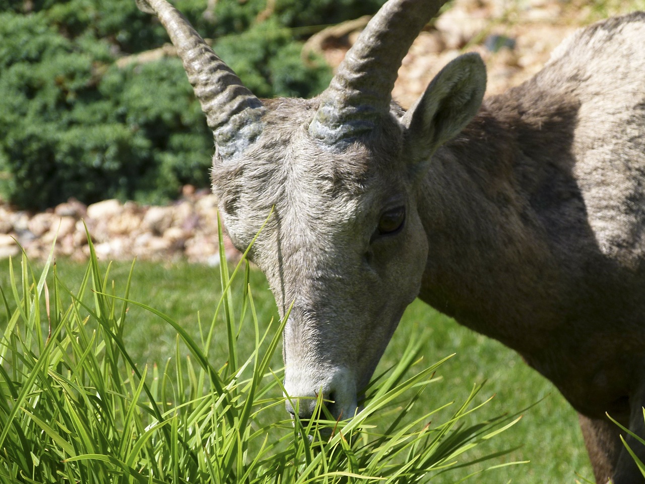 mountain sheep grazing head free photo