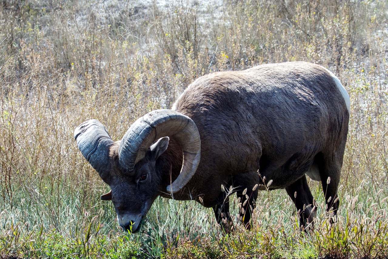 mountain sheep sheep wild animal free photo