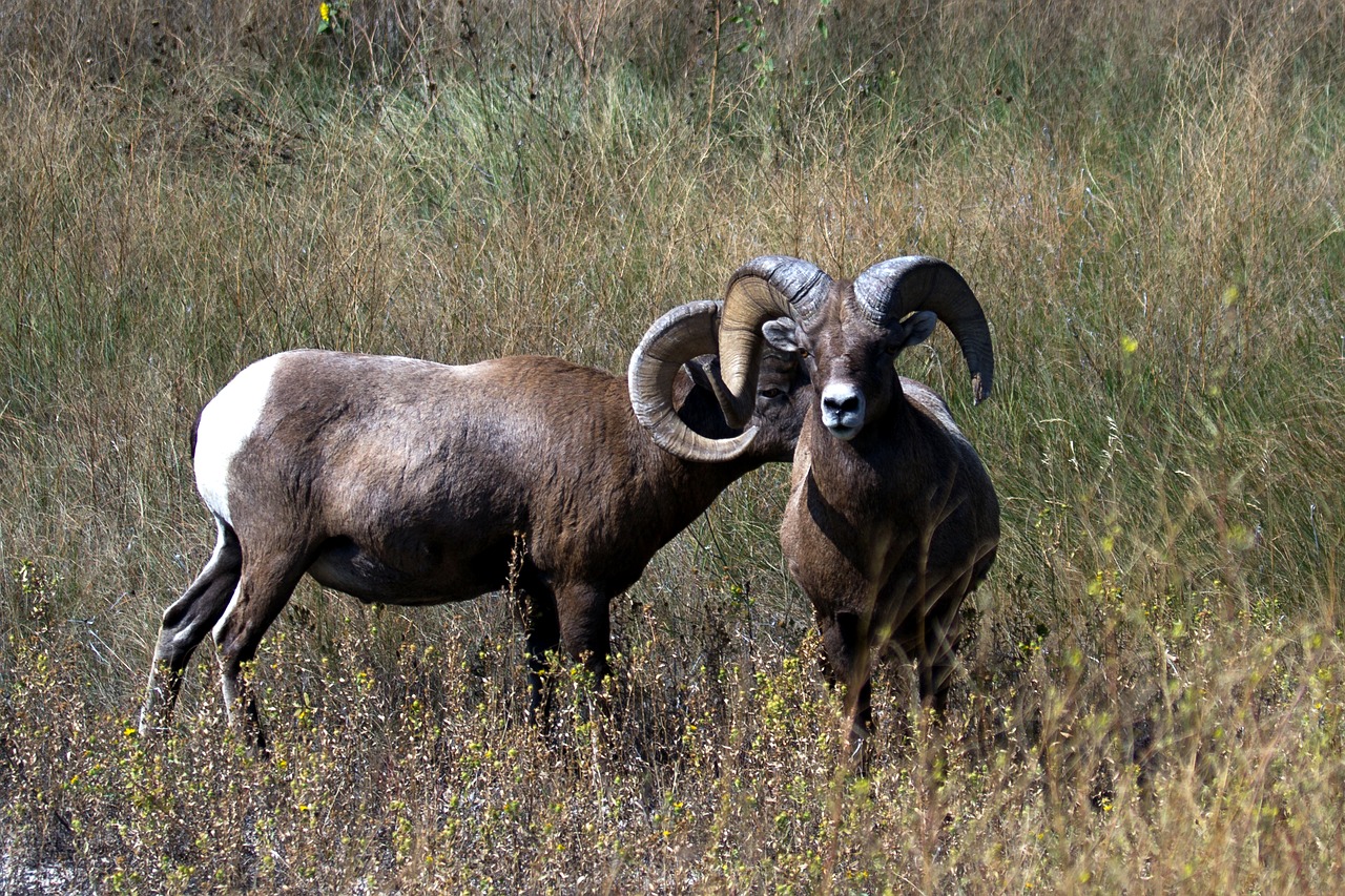 mountain sheep sheep wild animal free photo