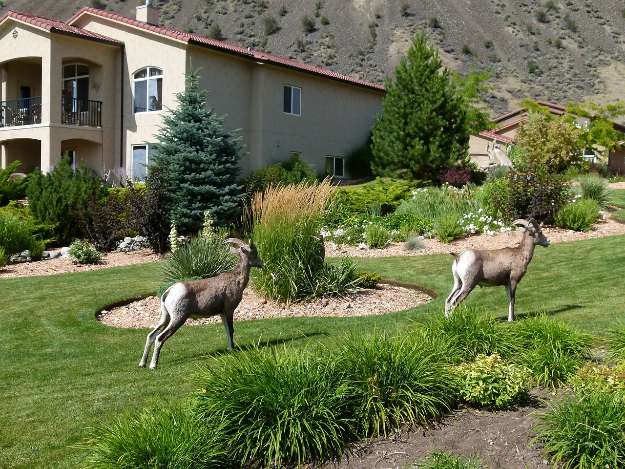 mountain sheep horn garden free photo