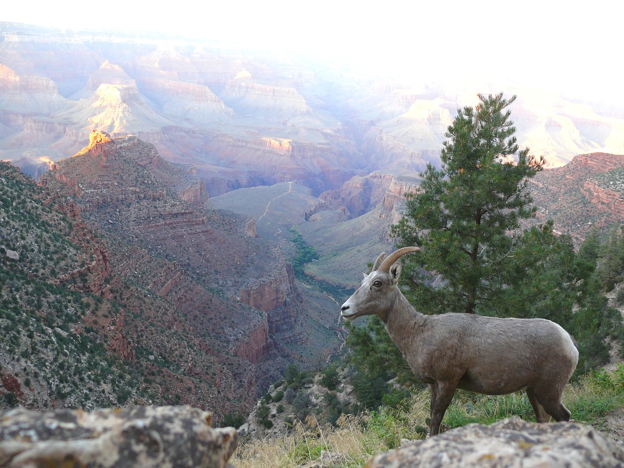 mountain sheep grand canyon ewe free photo