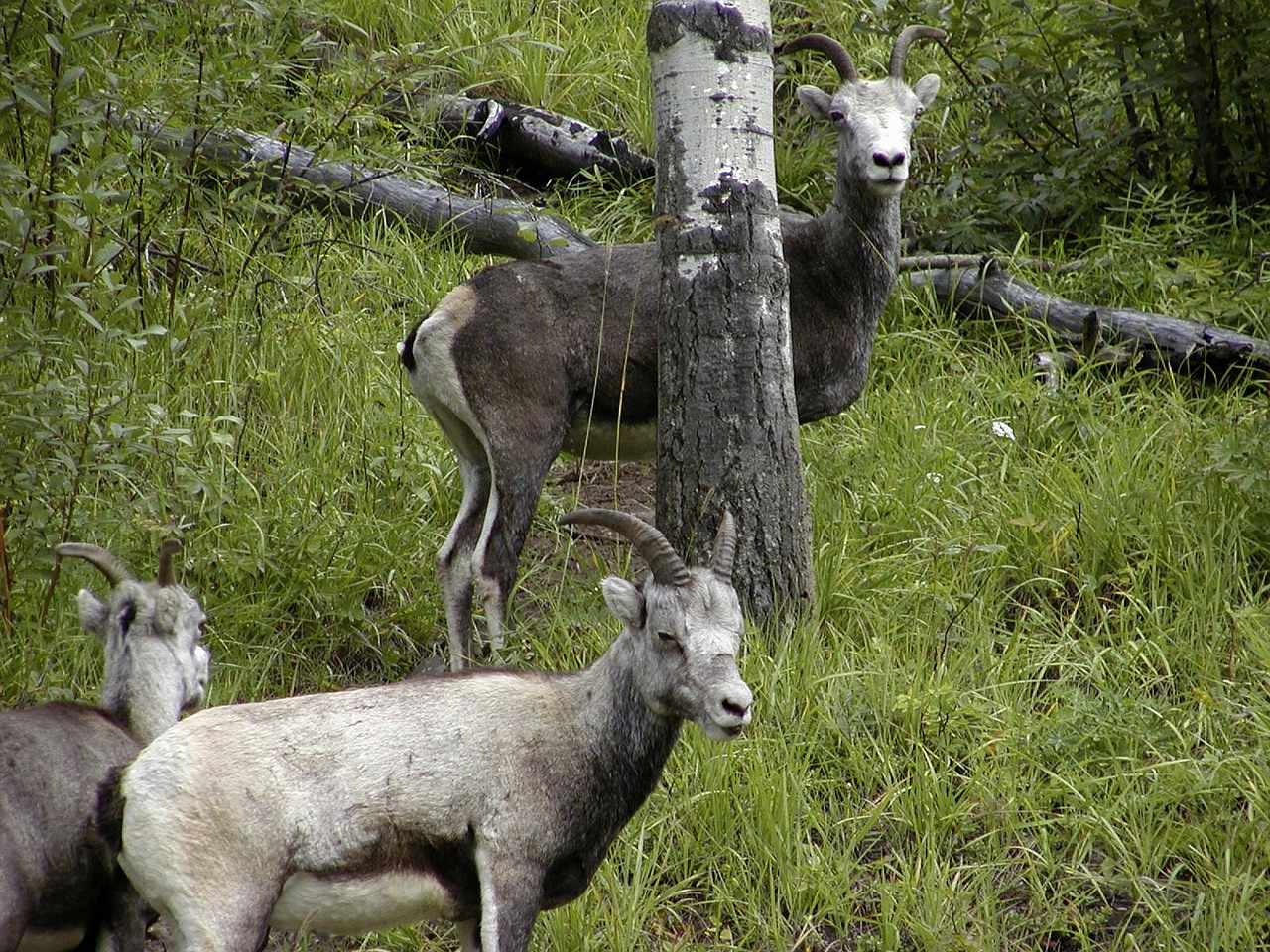 mountain sheeps animal nature free photo