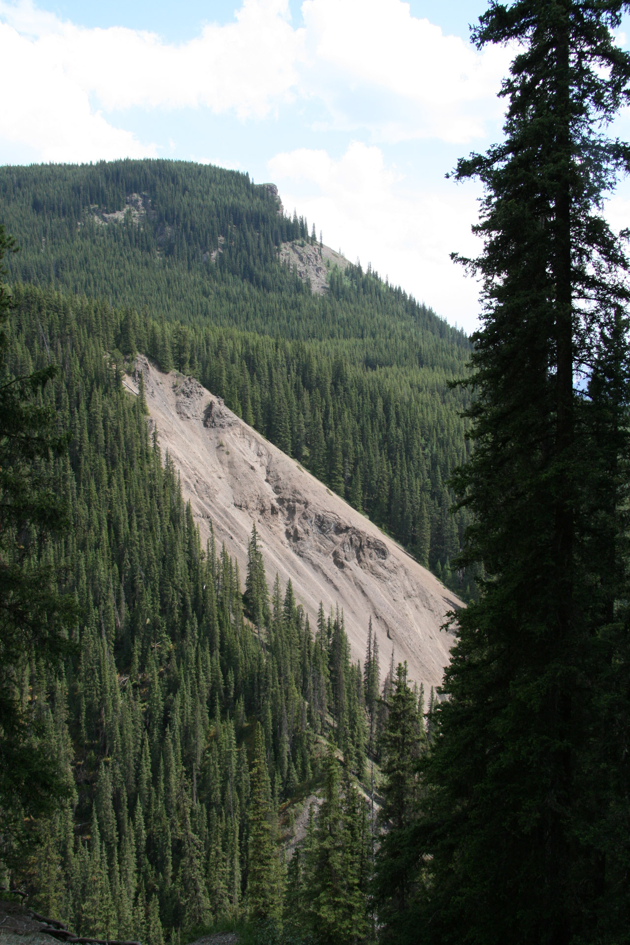 mountain slide trees free photo
