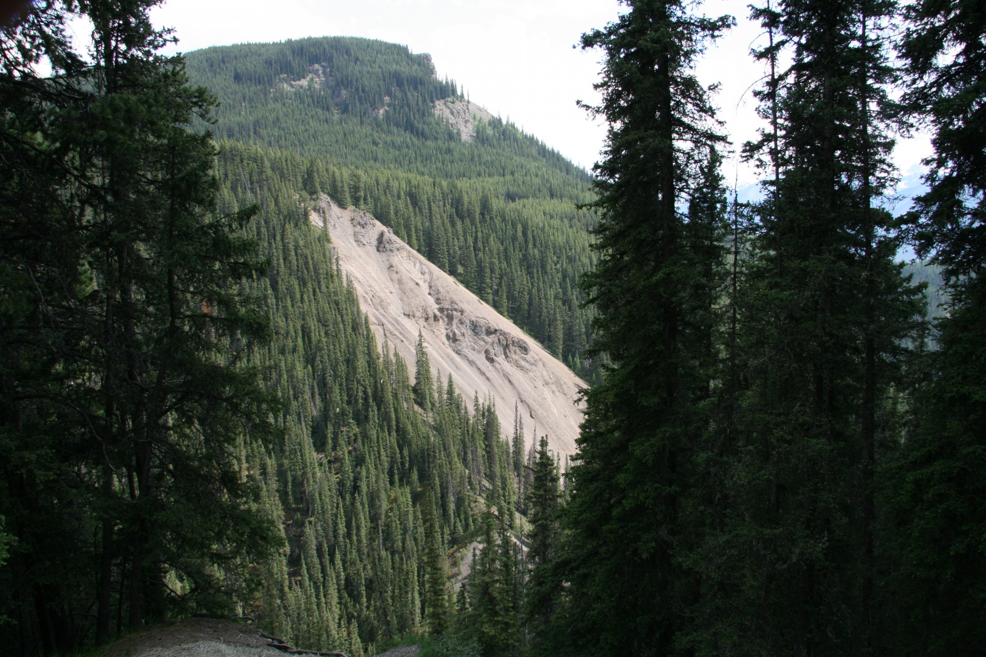 mountain slide trees free photo