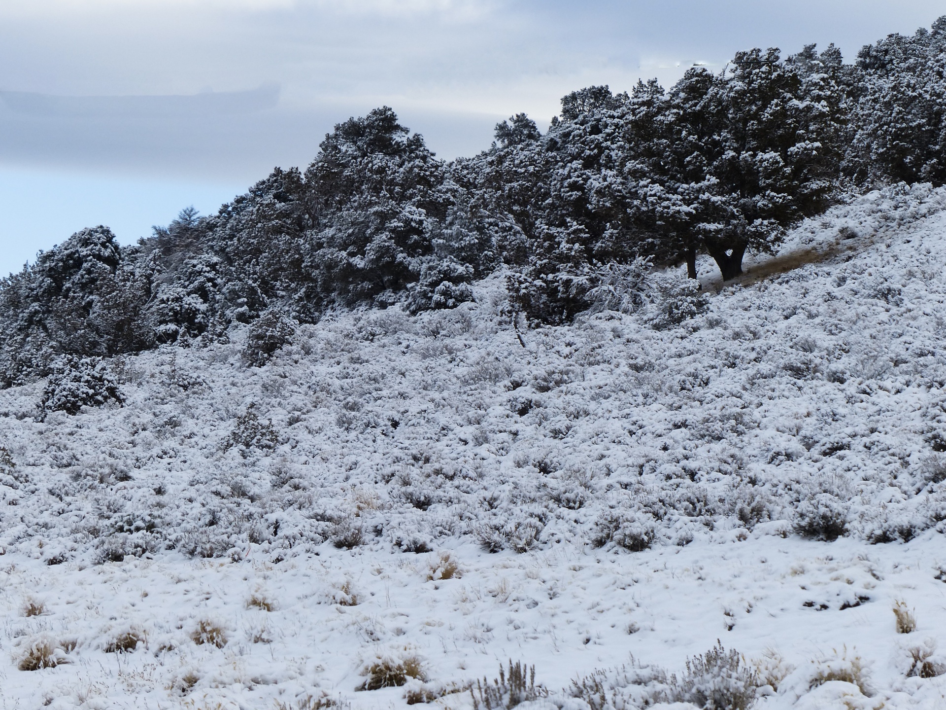 winter snow pines free photo