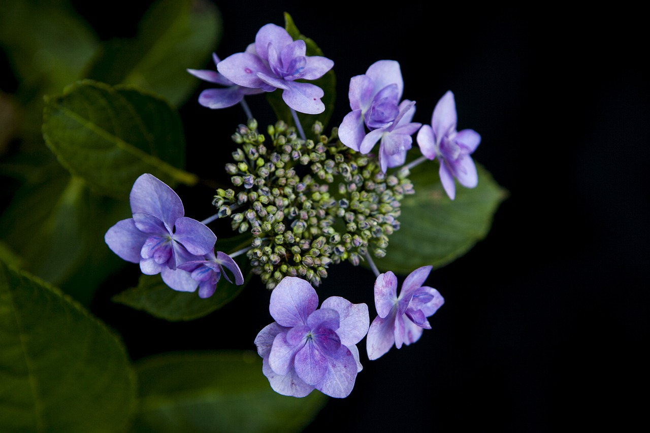 mountain states  hydrangea  flowers free photo