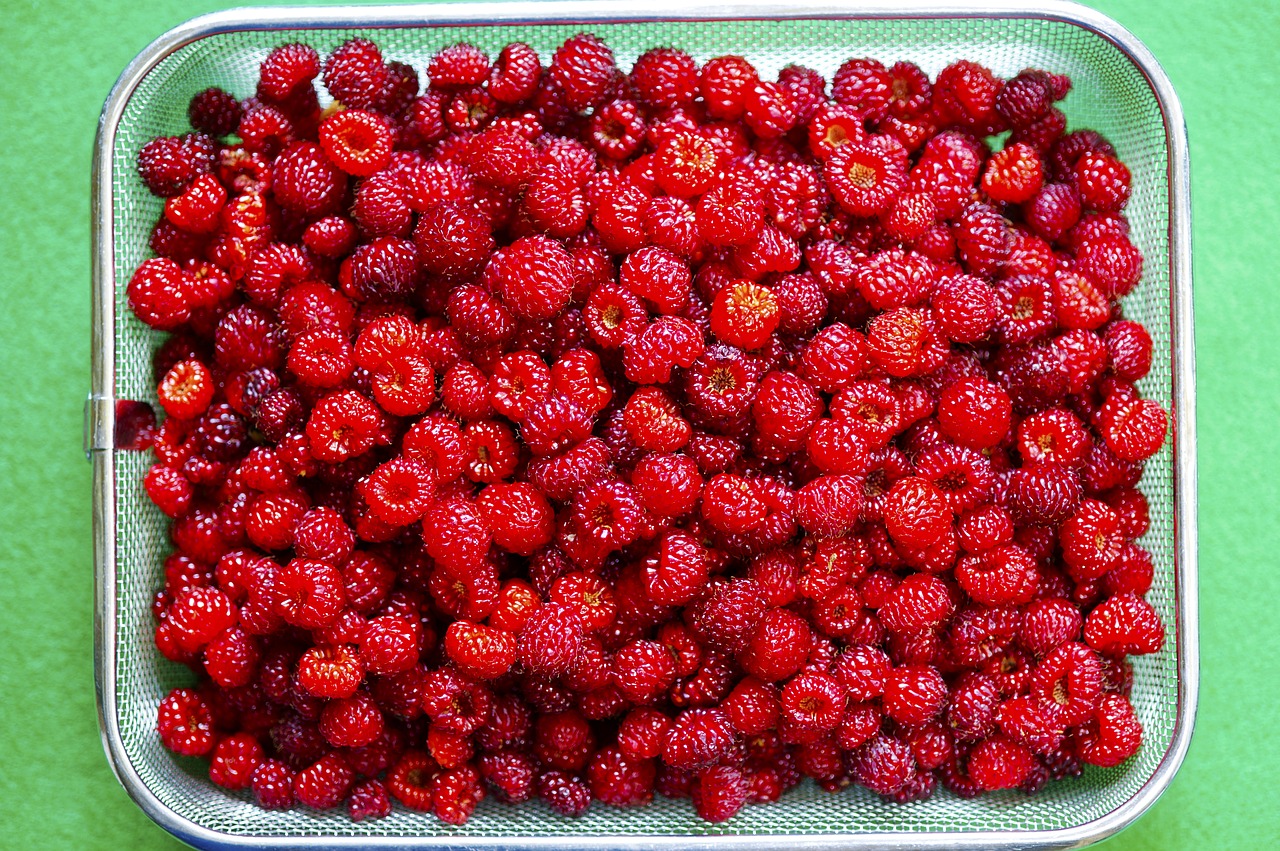 mountain strawberry  strawberry  nature free photo