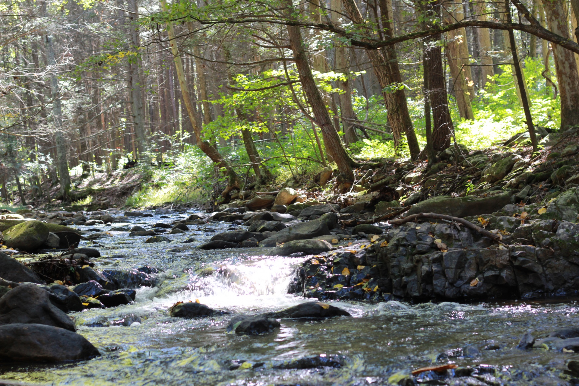 mountain stream brook free photo