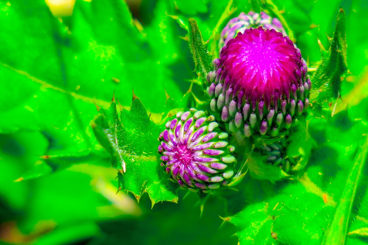 mountain thistle  xie  plant free photo