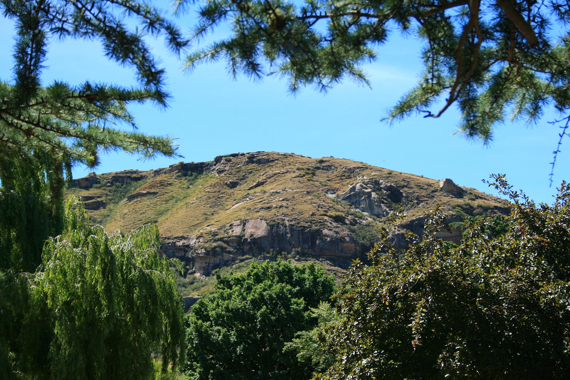 trees branches mountain free photo