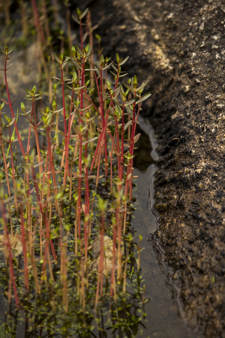 mountain top rain water pound free photo