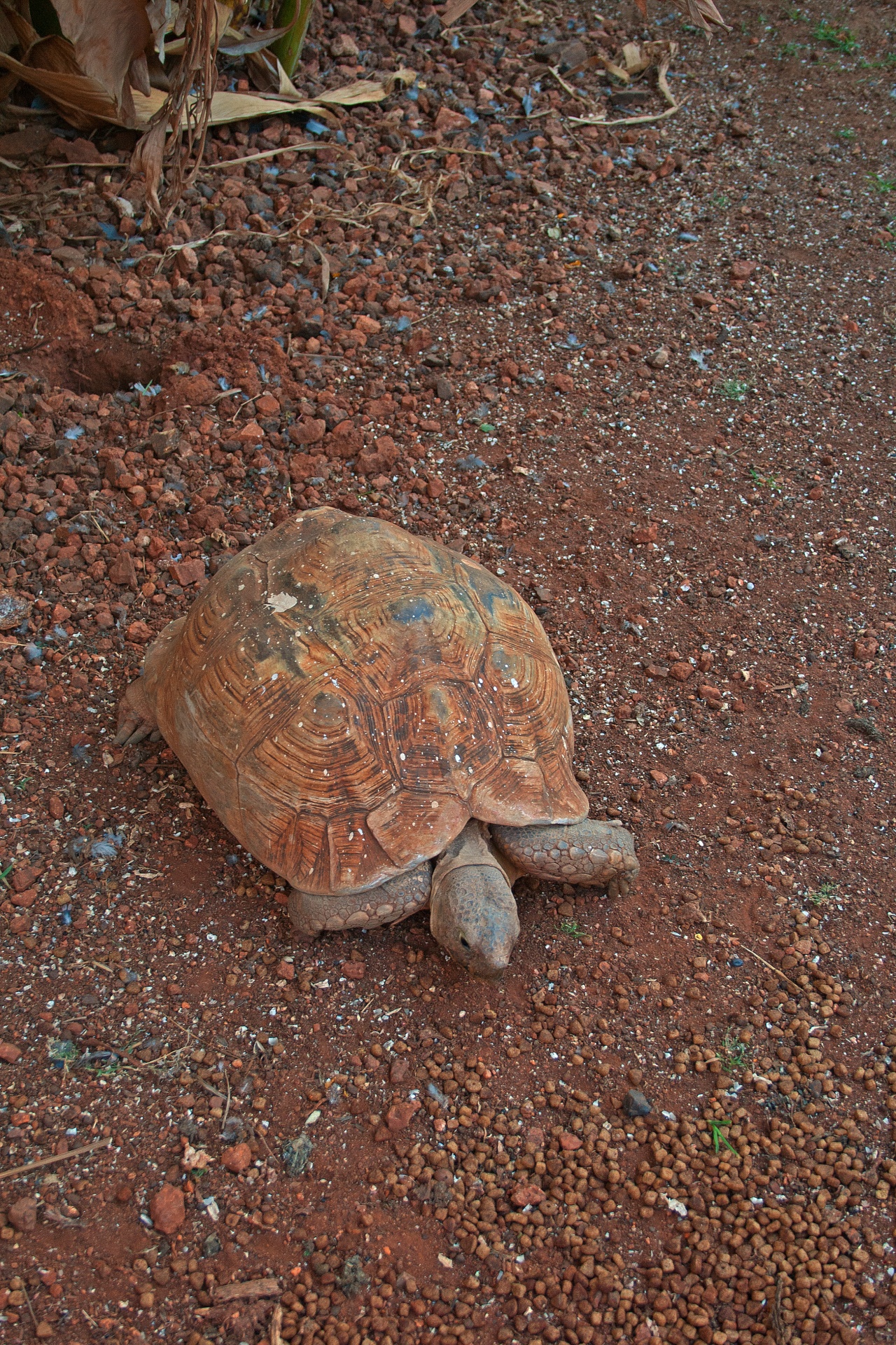 animal reptile tortoise free photo