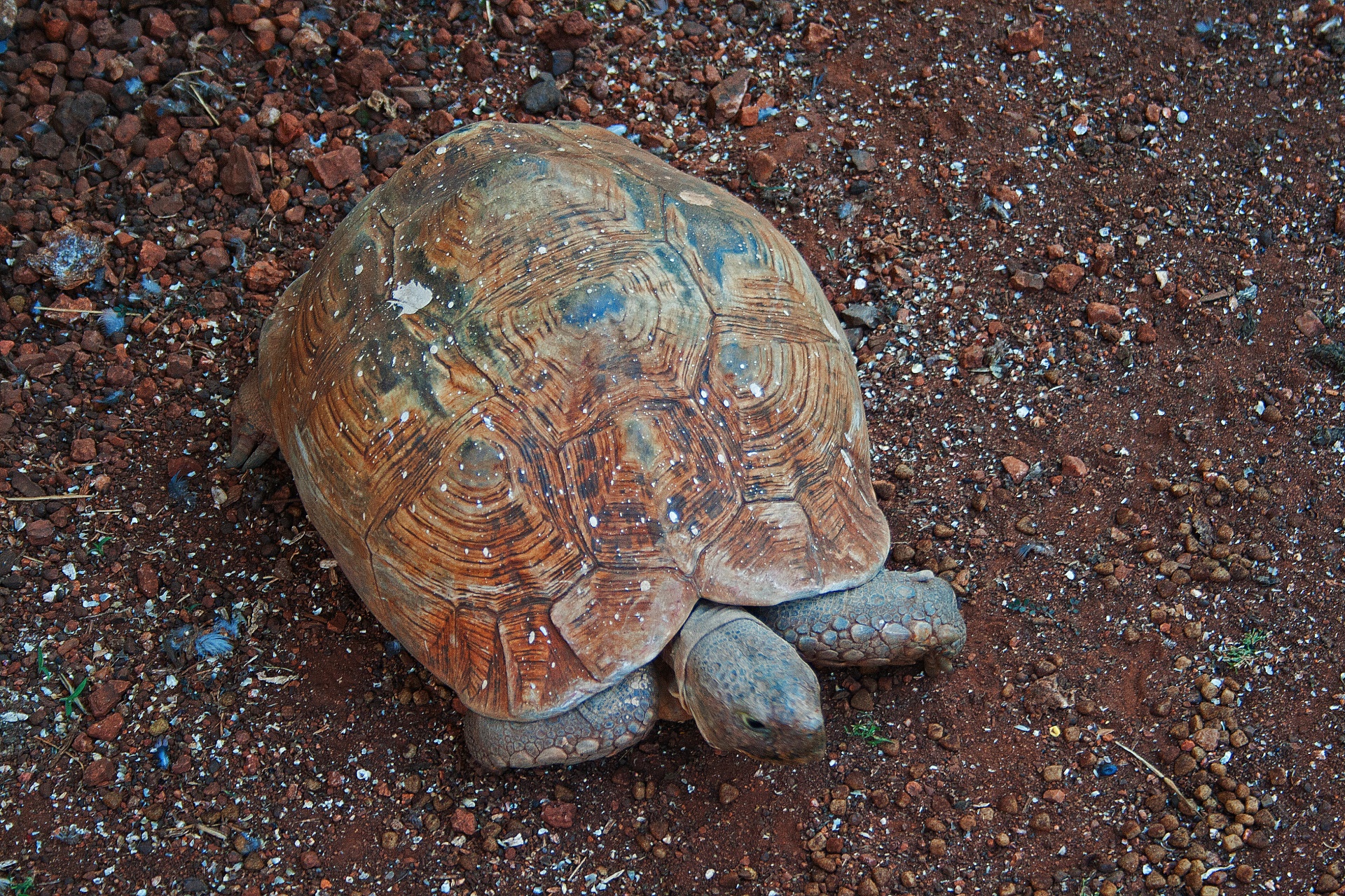 animal reptile tortoise free photo