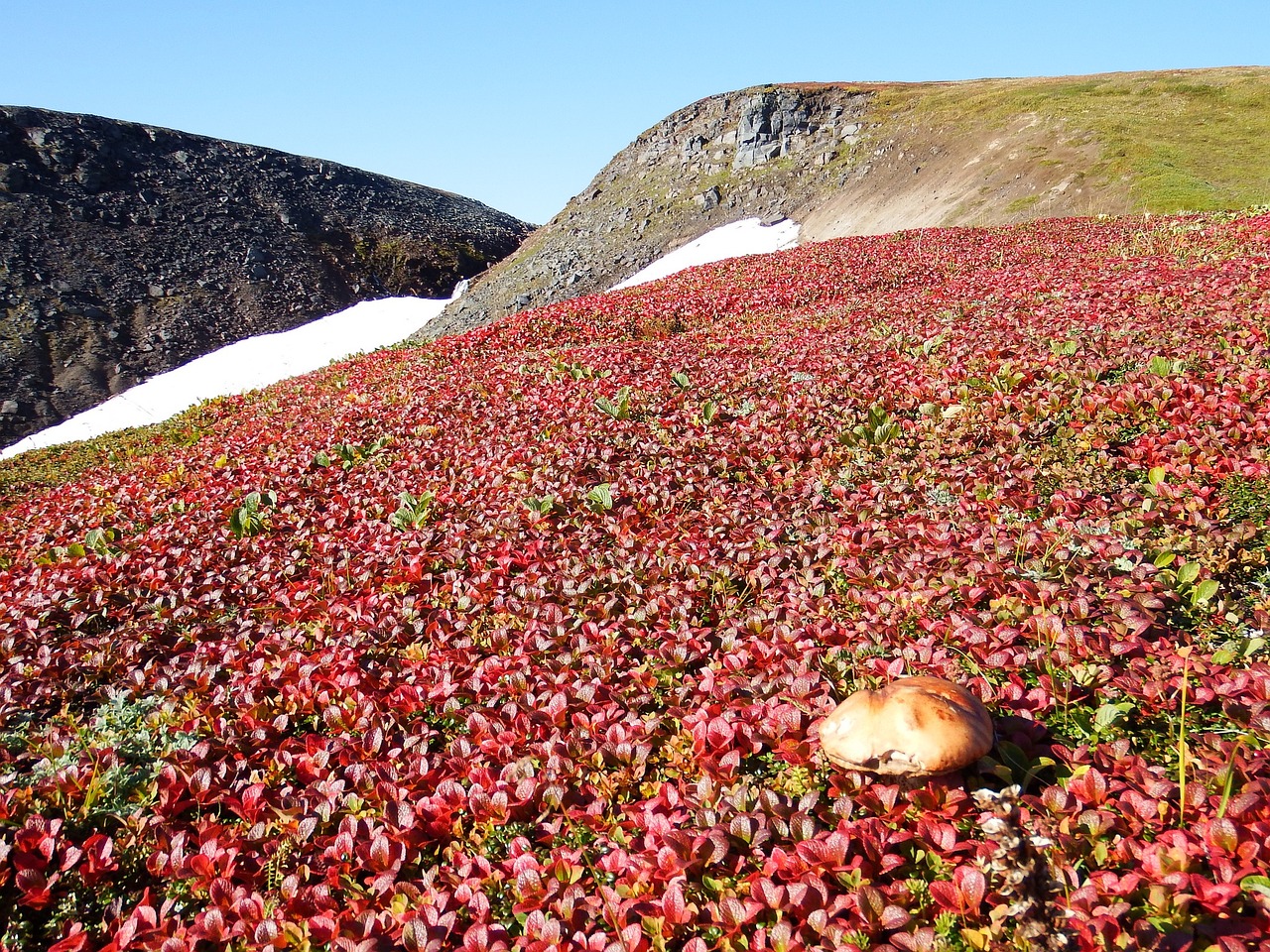mountain tundra mushrooms autumn free photo