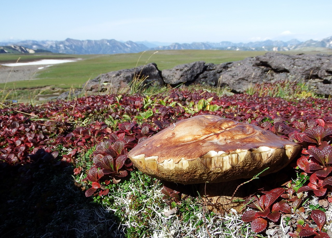 mountain tundra mushrooms autumn free photo