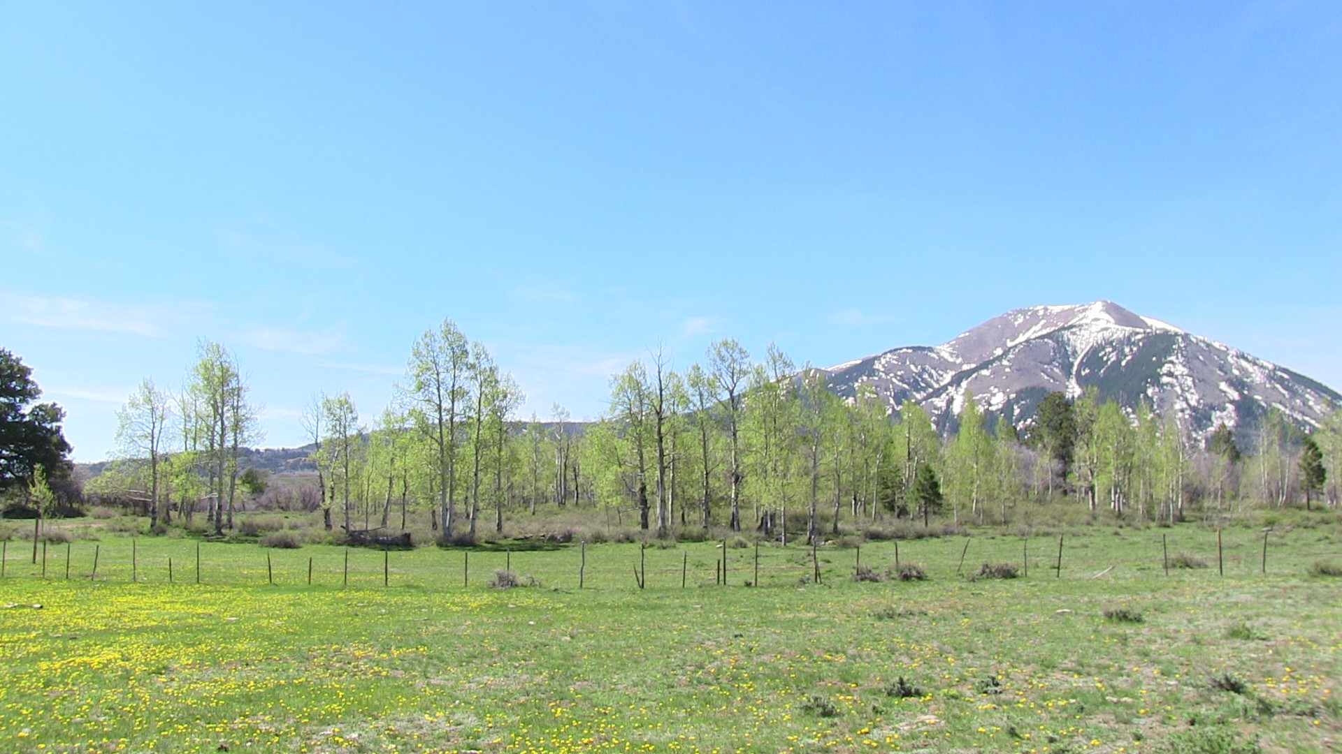 mountain meadow grass free photo