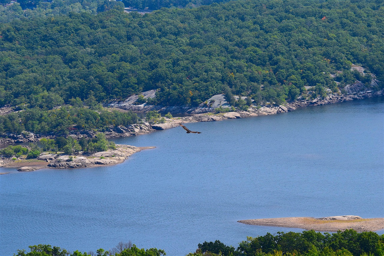 mountain view lake bird free photo