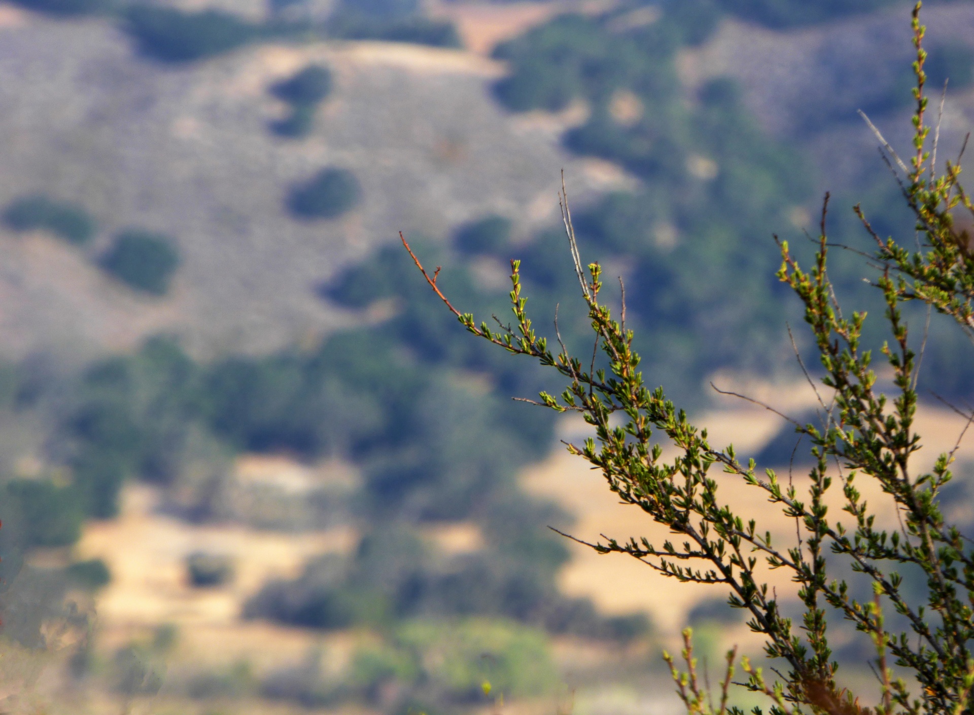 landscape plant mountain free photo