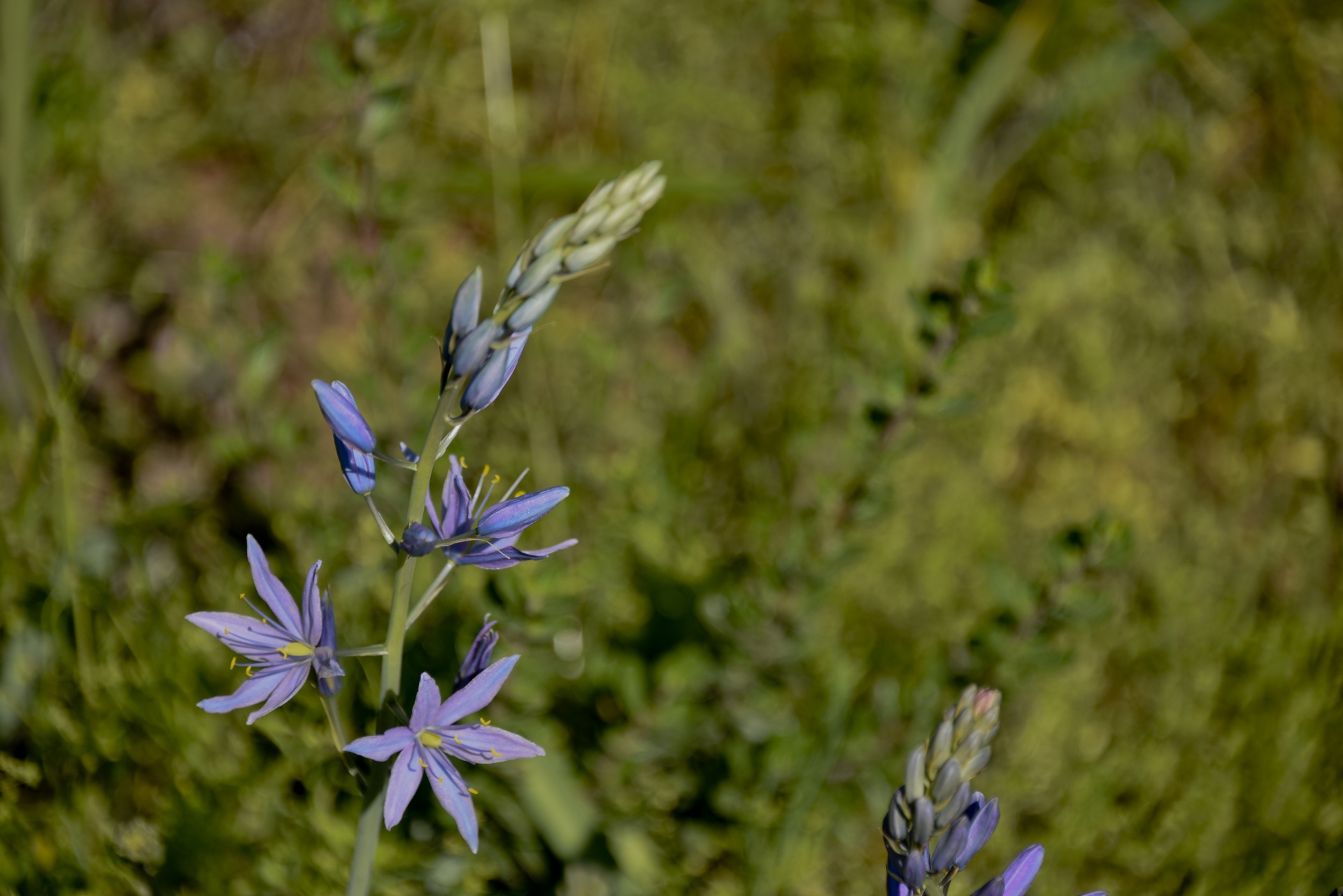 wildflower star purple free photo