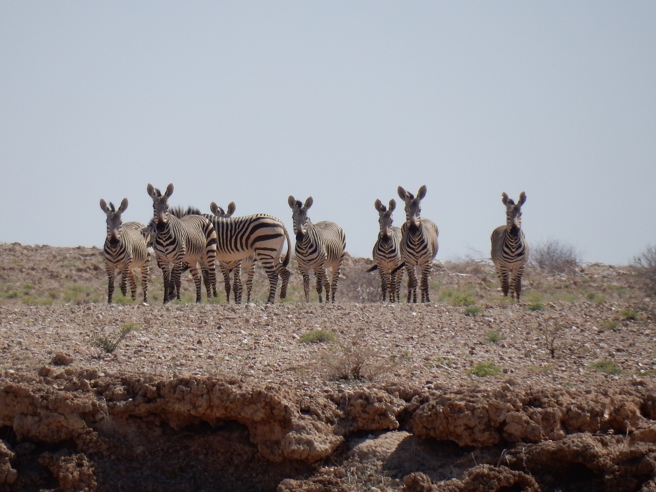 mountain zebra  zebra  desert free photo