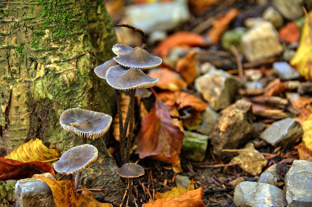 mushrooms mountains pieniny free photo