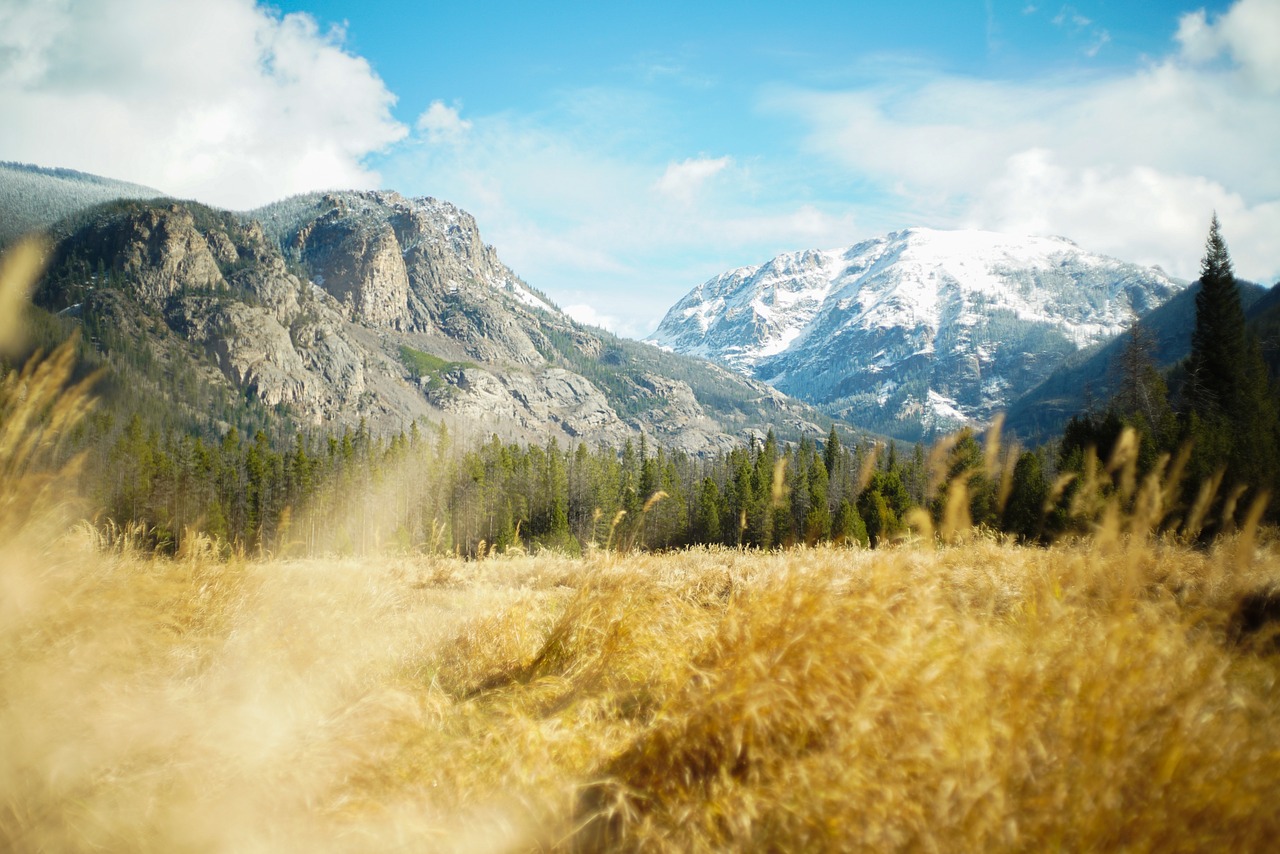 mountains trees grass free photo