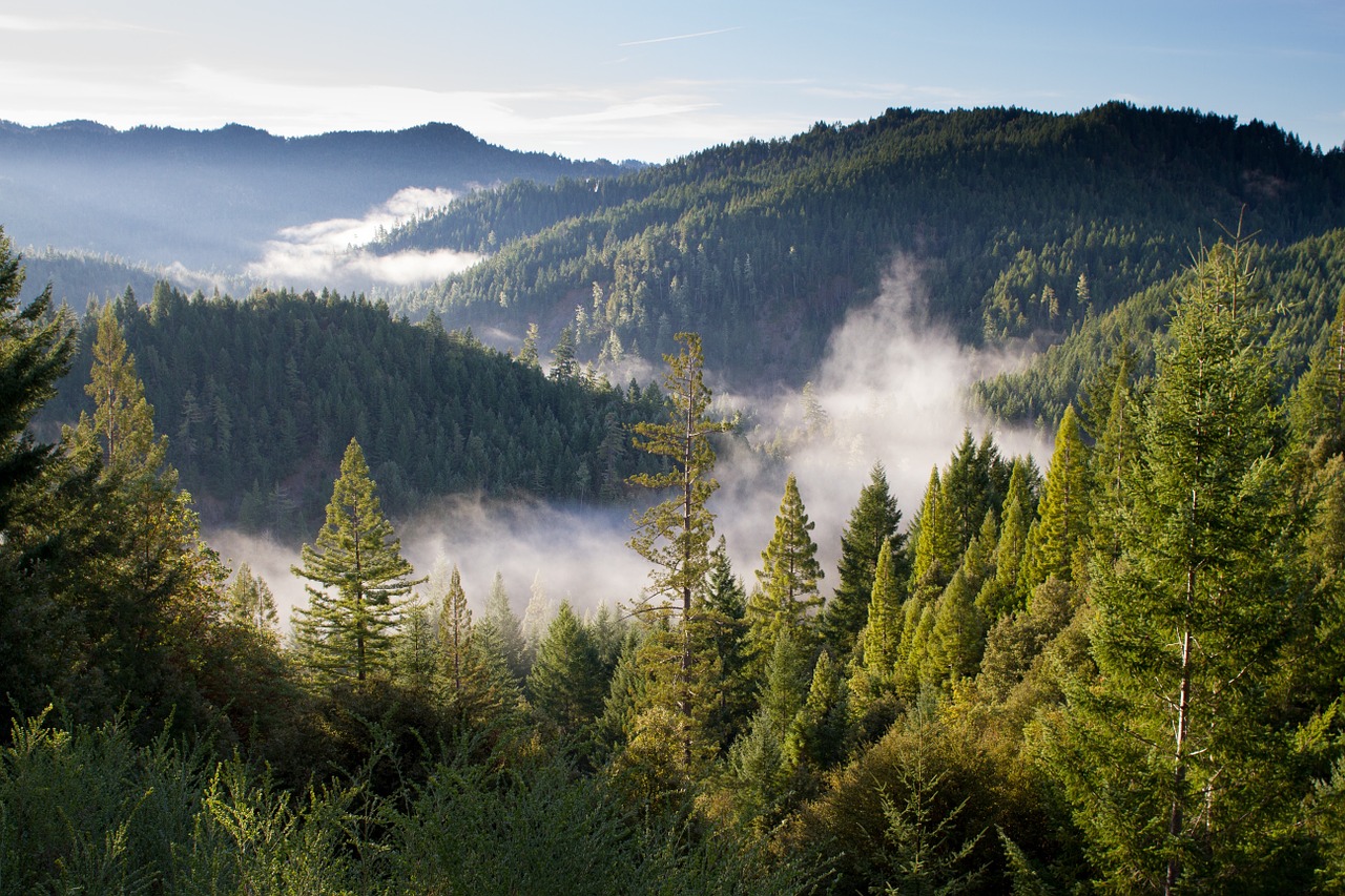 mountains trees mist free photo